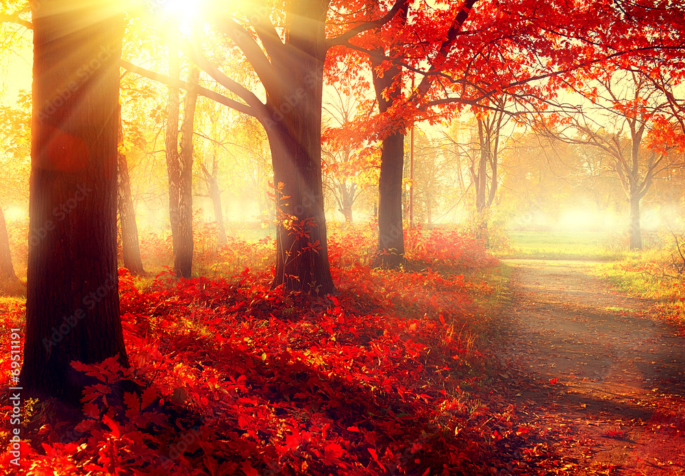 秋天的景色。阳光下美丽的秋天公园