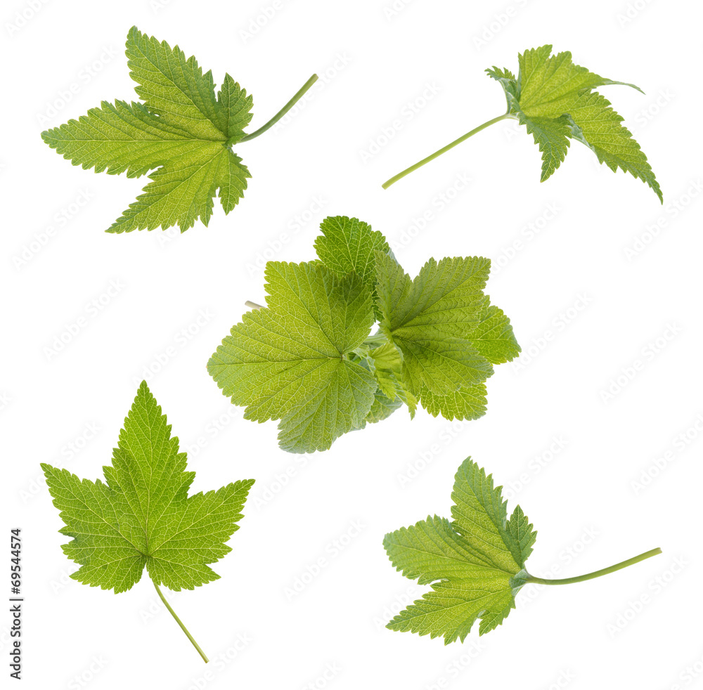 Currant leaf isolated. Collection