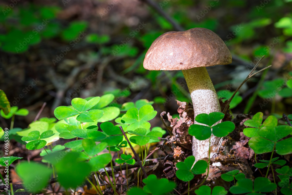 森林里的白桦蘑菇
