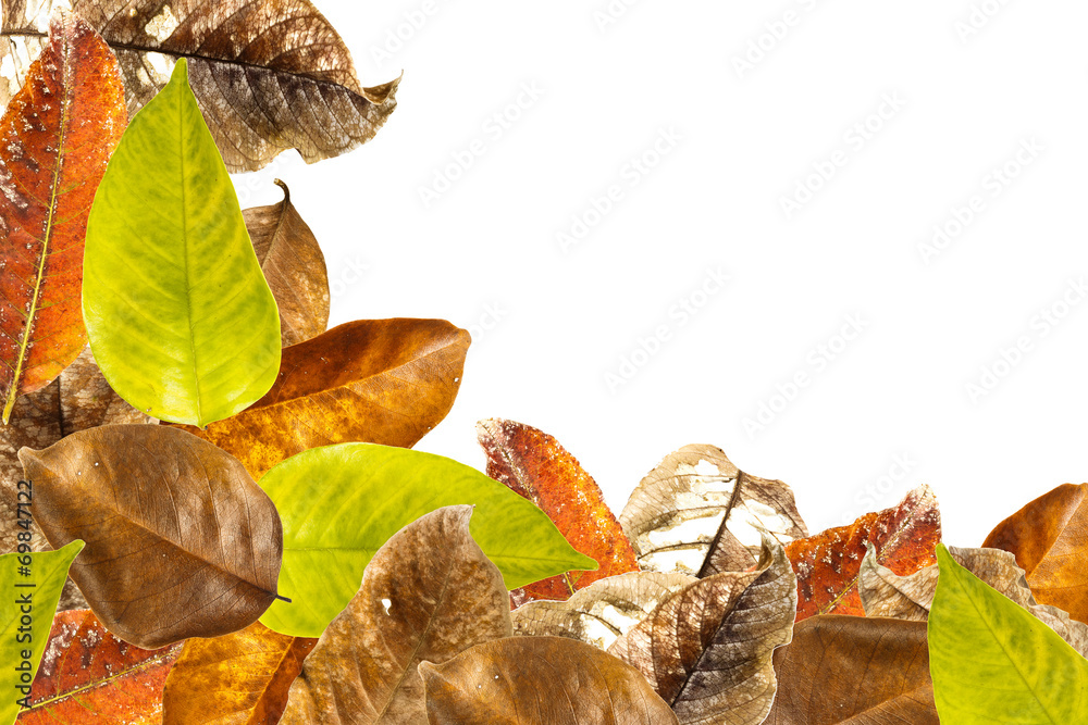 Leaves overlap background