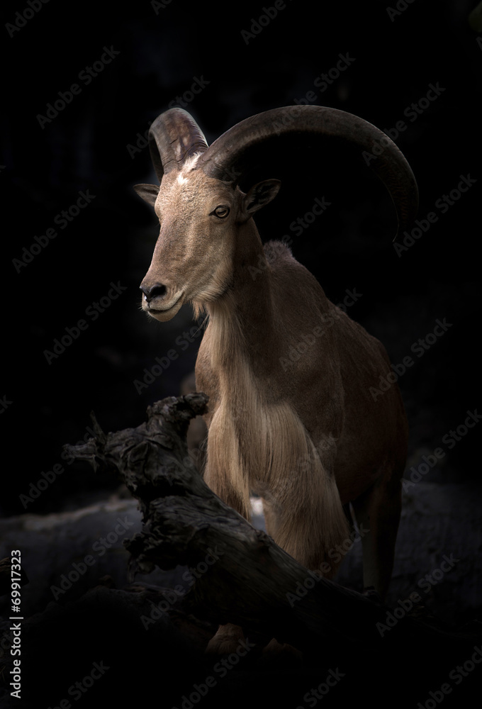 雄性Barbary绵羊（Ammotragus lervia）