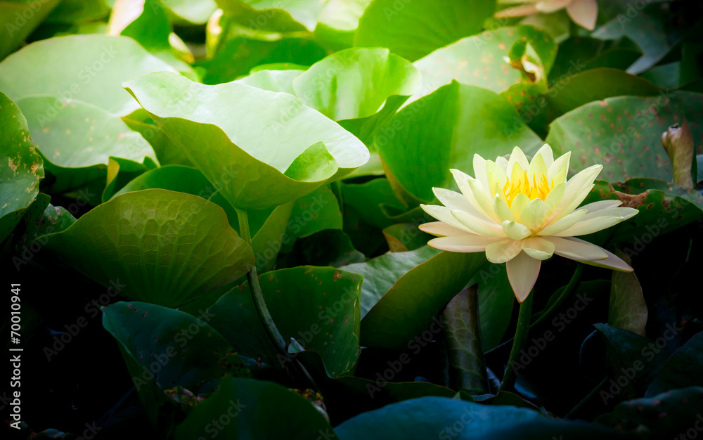 池塘里的黄莲或睡莲