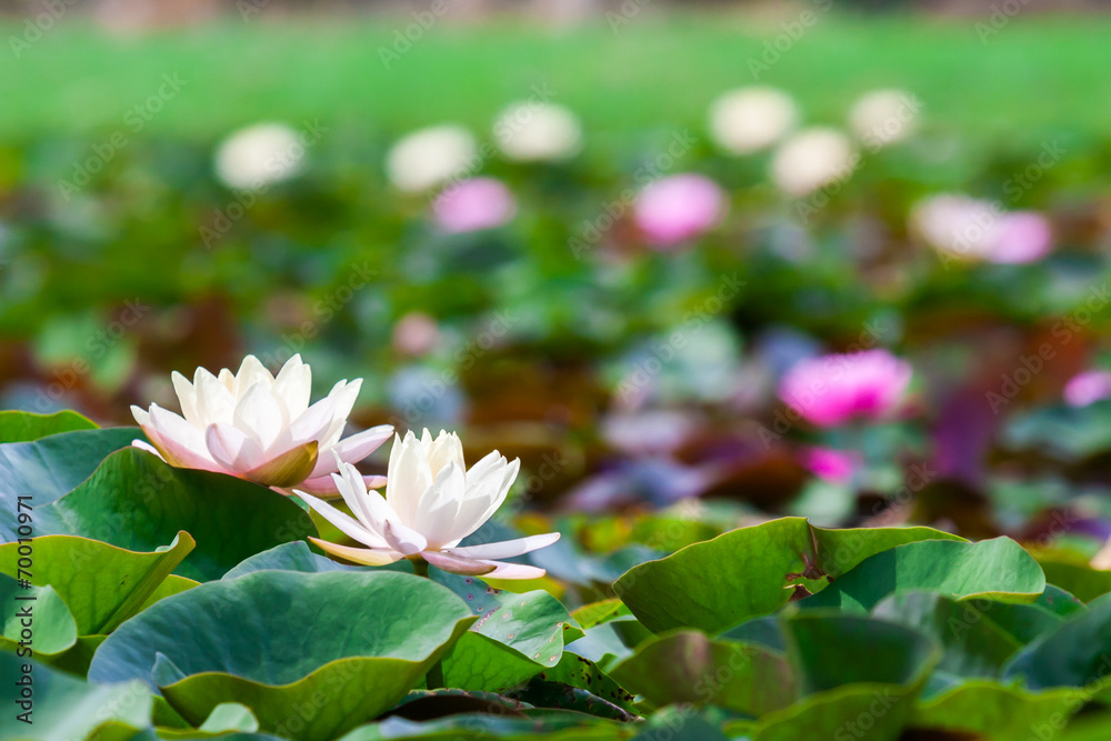 池塘里的白莲花或睡莲