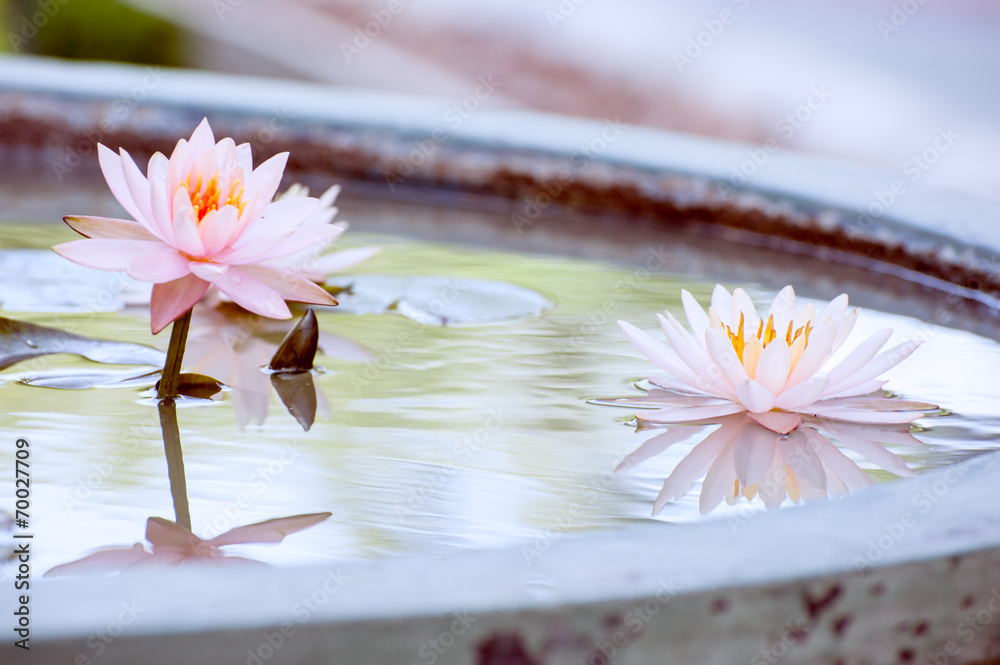 美丽的粉红色睡莲或池塘里的莲花复古照片