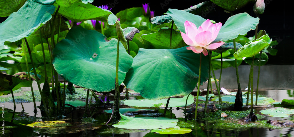 池塘里美丽的粉红色莲花睡莲