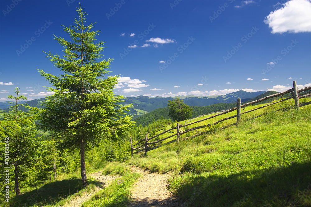 树和篱笆。美丽的自然乡村景观