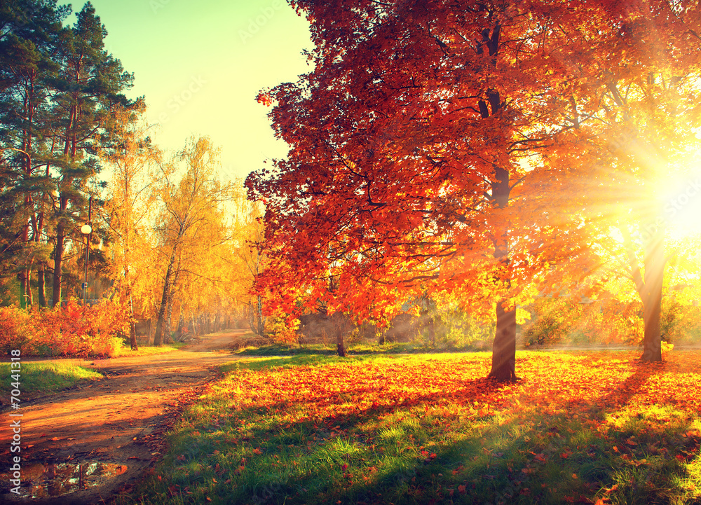 秋天的景象。秋天。阳光下的树木和树叶