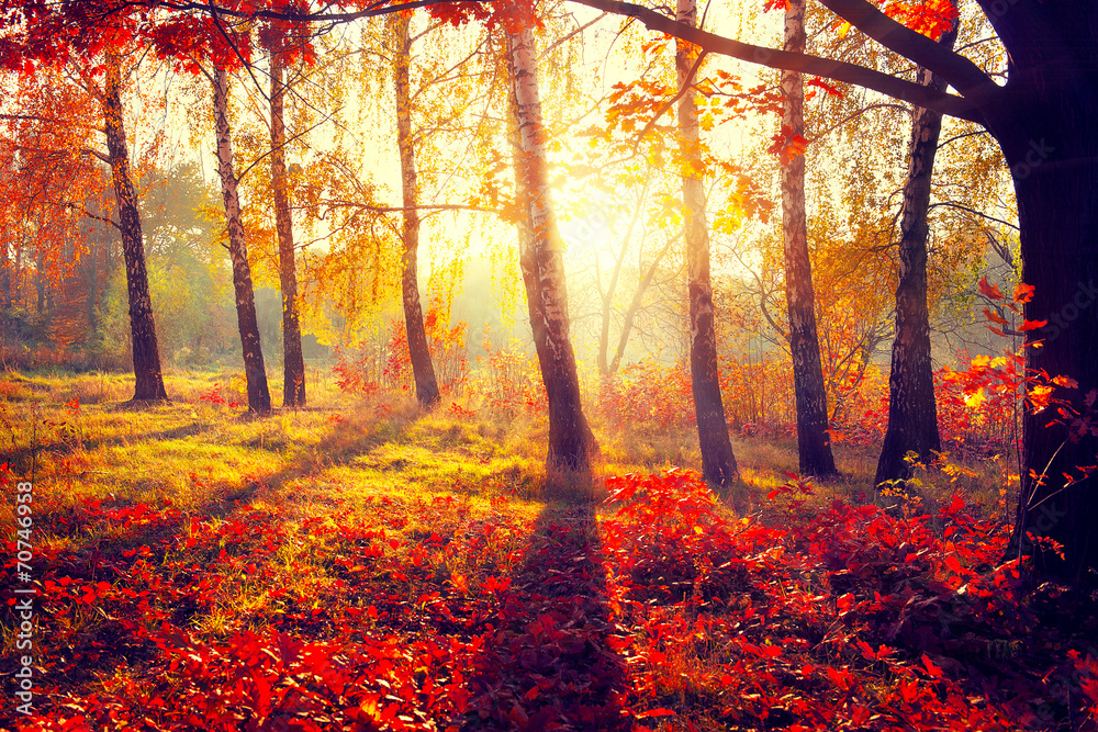 秋天。秋天。阳光下的秋天的树
