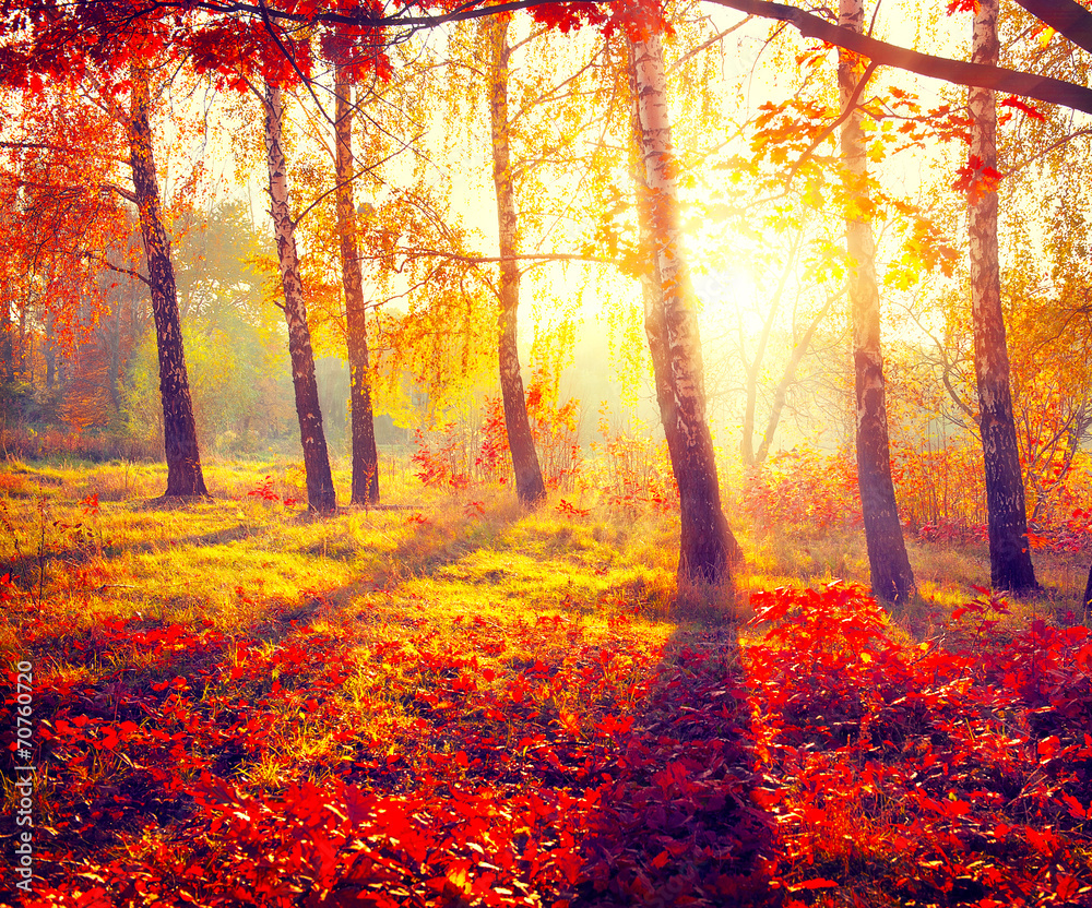 秋天的公园。阳光下的秋天的树木和树叶