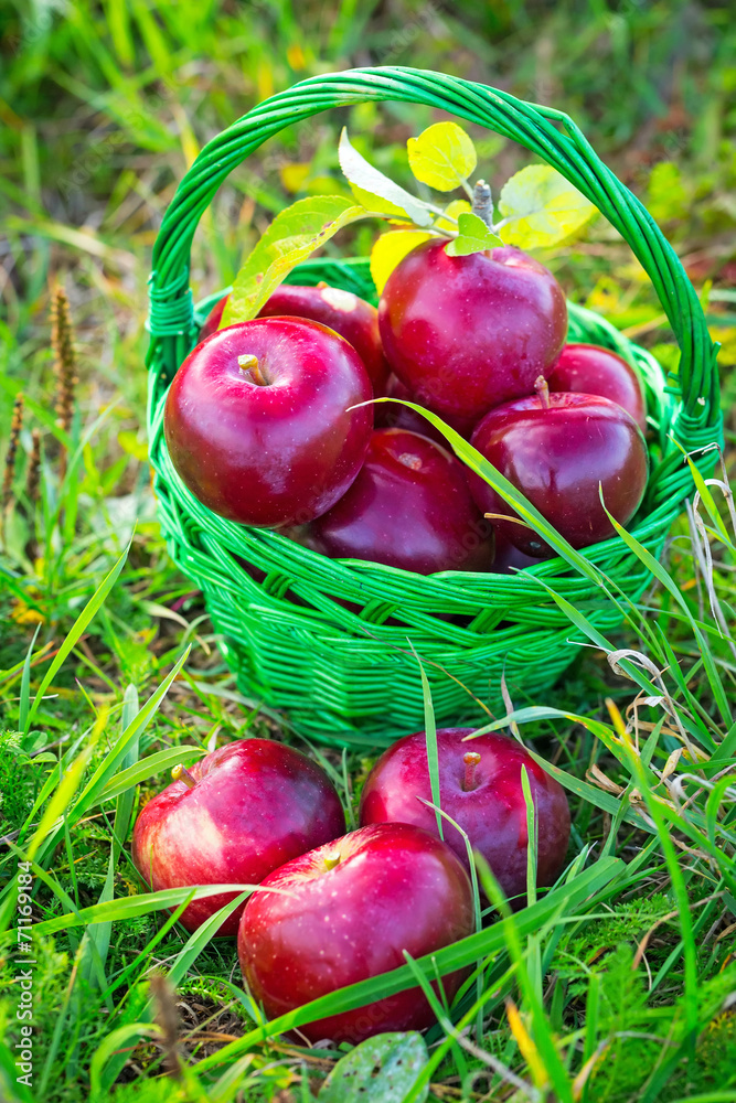 篮子里的红苹果，秋天的花园风景。