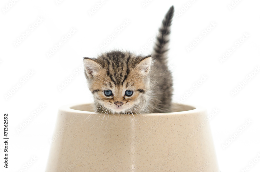 可爱的虎斑小猫在白色背景上的碗里