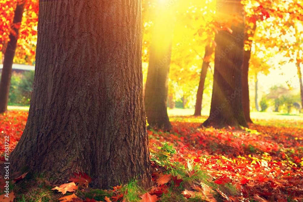 秋天的公园。阳光下的秋天的树木和树叶