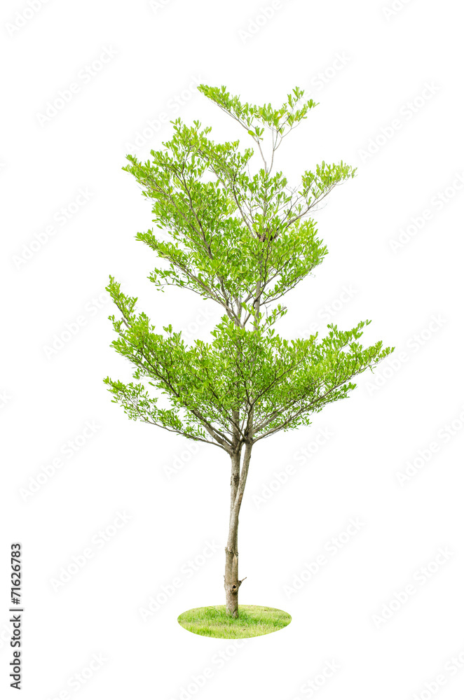 白色背景上隔离的绿树，二项式名称Terminali