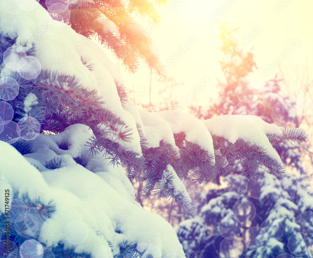 山上的冬季松树被新鲜的雪覆盖