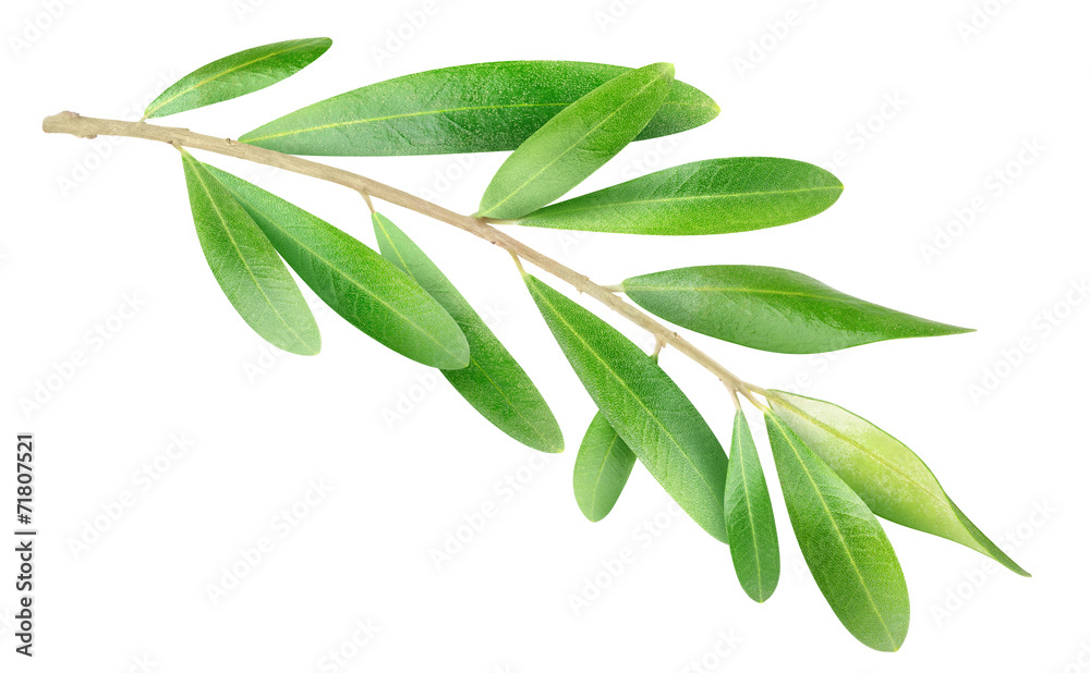 孤立的树枝。橄榄树枝，绿色叶子孤立在白色上，有修剪路径