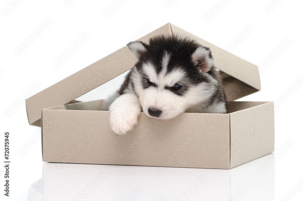 可爱的西伯利亚哈士奇小狗藏在盒子里