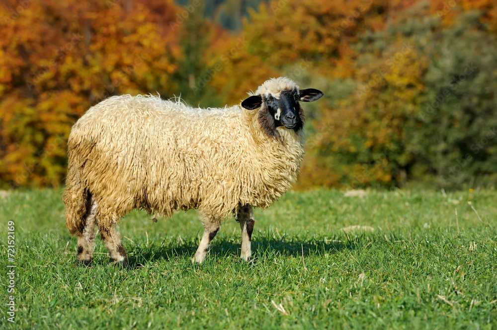 草地上的羊