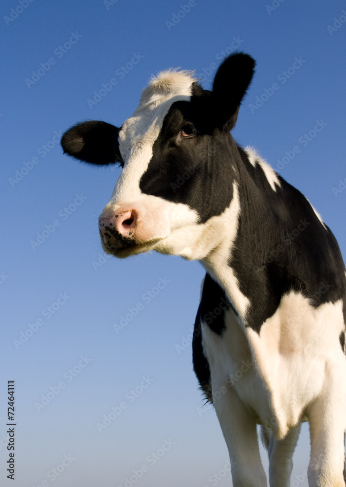 荷斯坦奶牛
