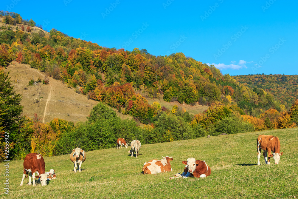 一群奶牛在美丽的绿地上