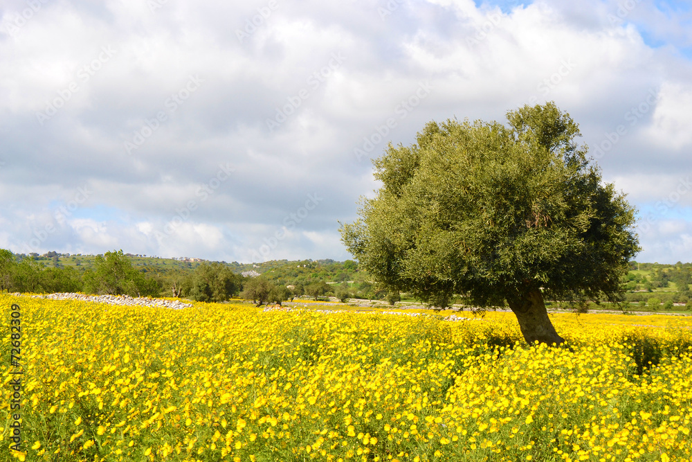 Campagna con fiori gialli e un albero di ulivo.