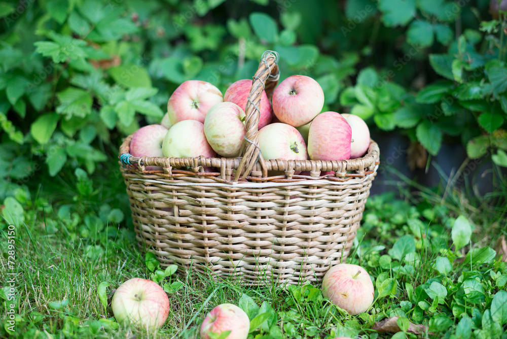 花园里草地上的一篮熟苹果