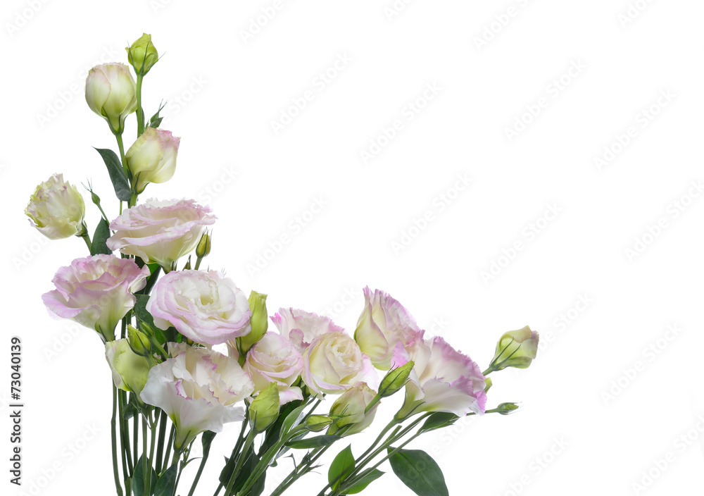白色背景上的粉红色石竹或桔梗花