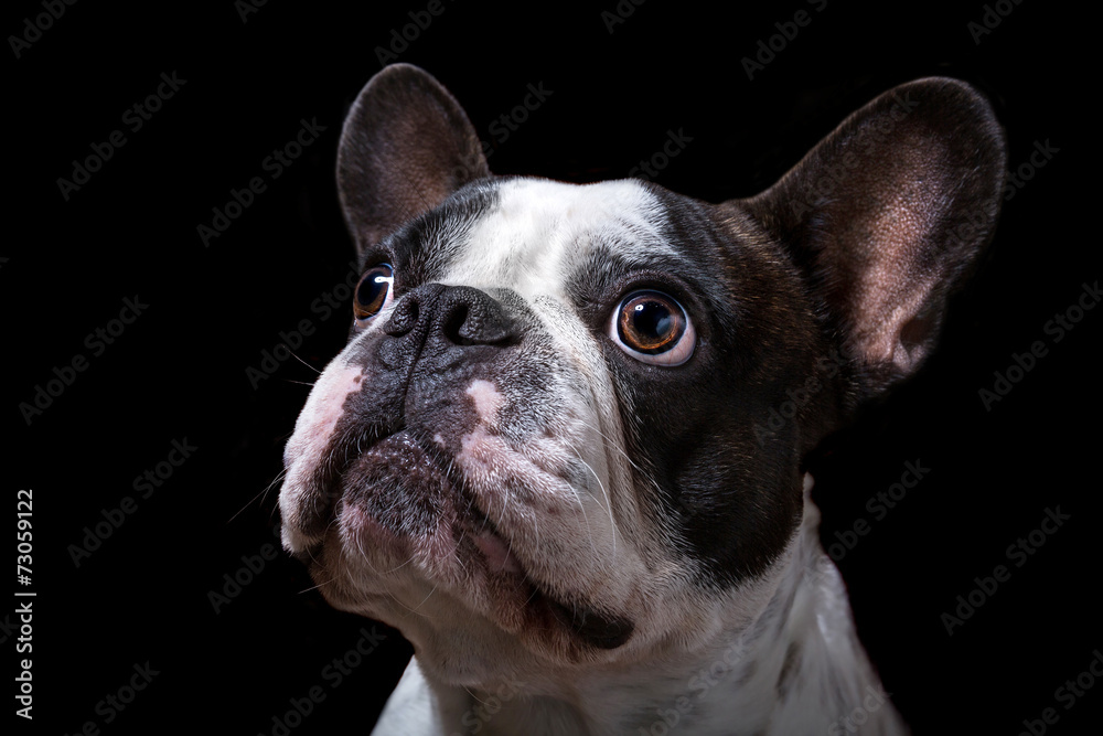 黑色背景下的法国斗牛犬肖像