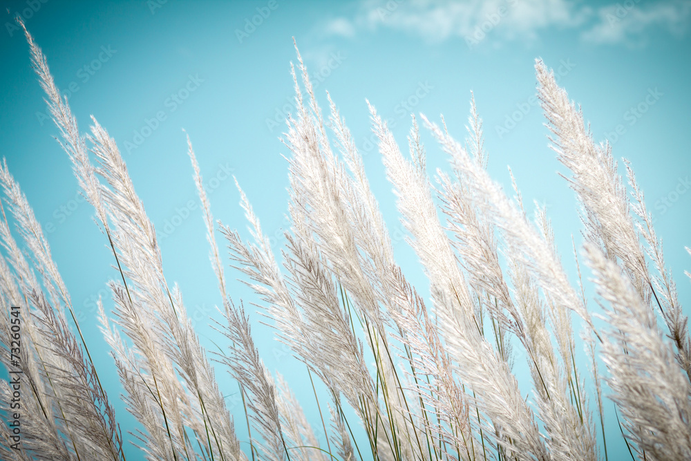 柔和的白色羽毛草搭配复古的天蓝色