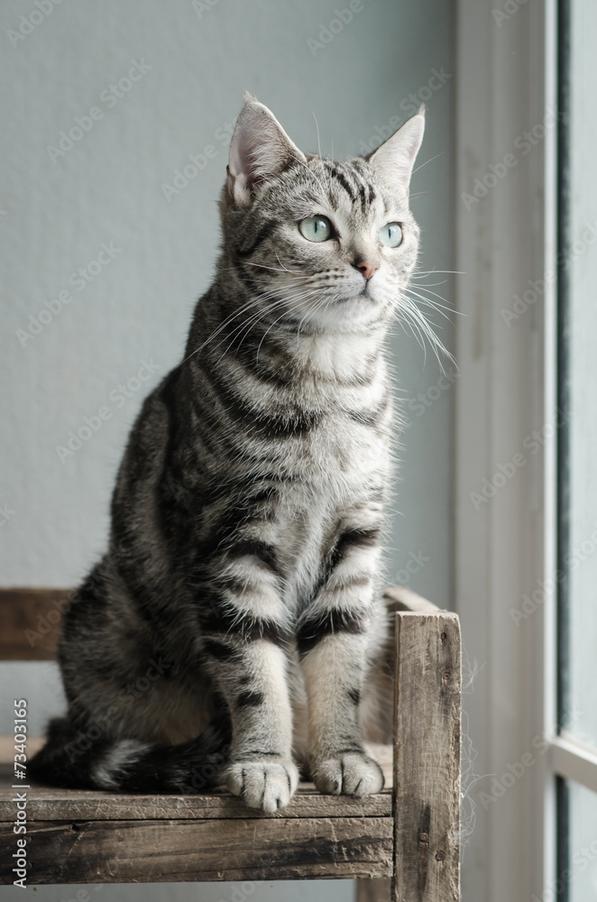 Cute tabby cat sitting and looking