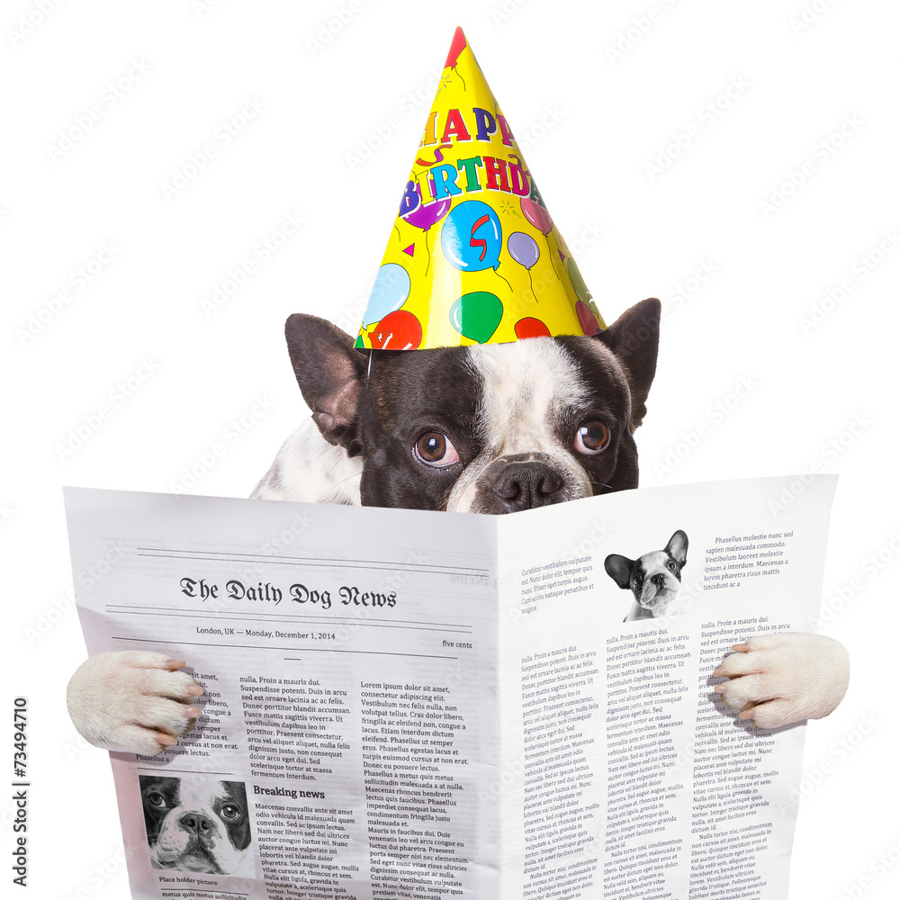 戴着生日帽的法国斗牛犬在白色上方读报