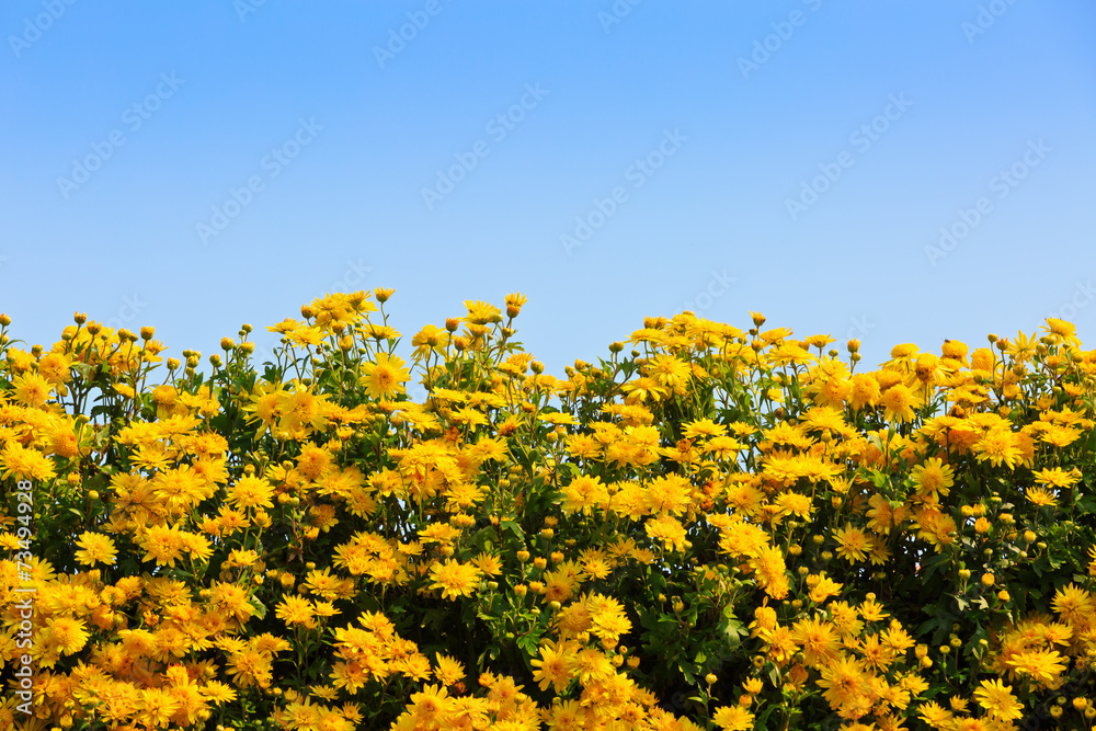 黄色菊花盛开的背景。