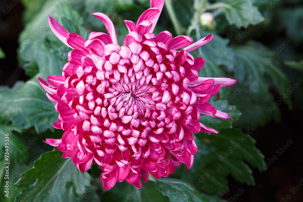Beautiful Chrysanthemums bloom in the autumn.