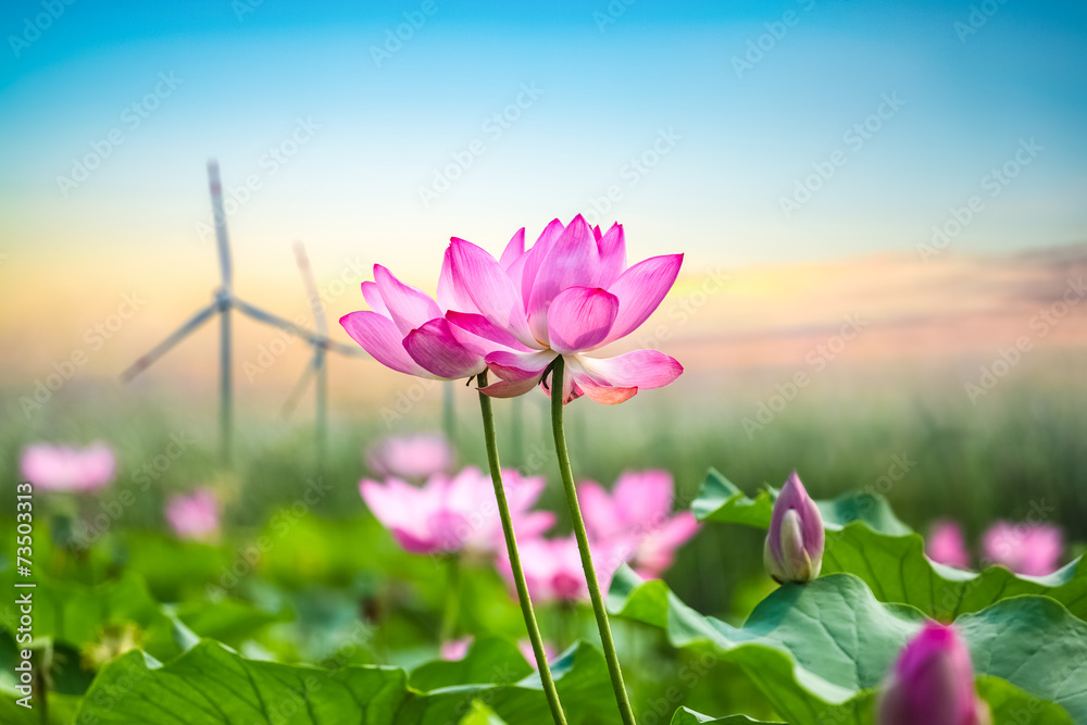 lotus and wind turbine