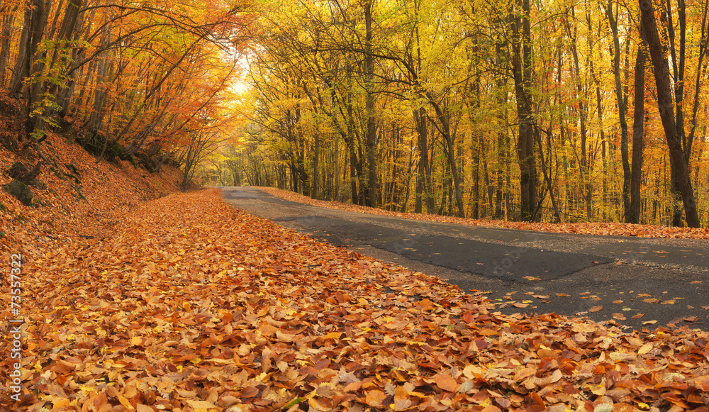 秋天森林里的路。秋天的风景