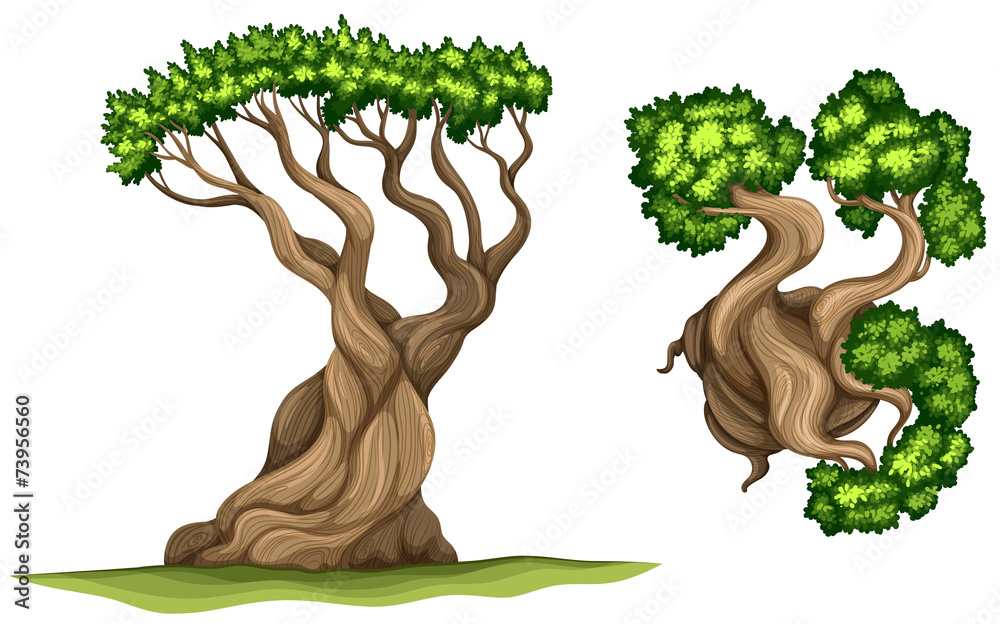 Bristlecone松树