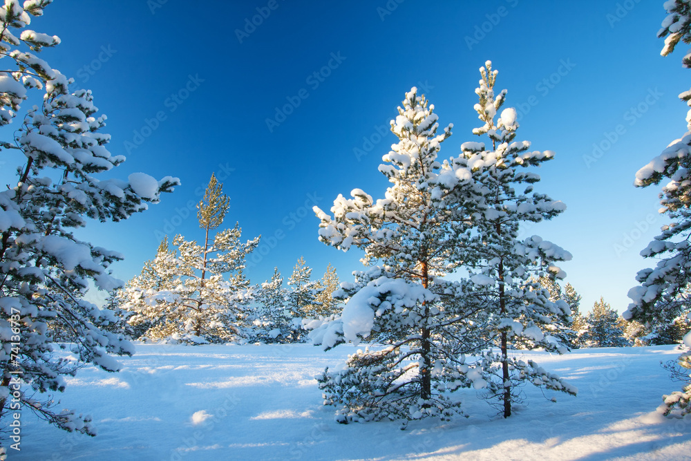 松树被雪覆盖