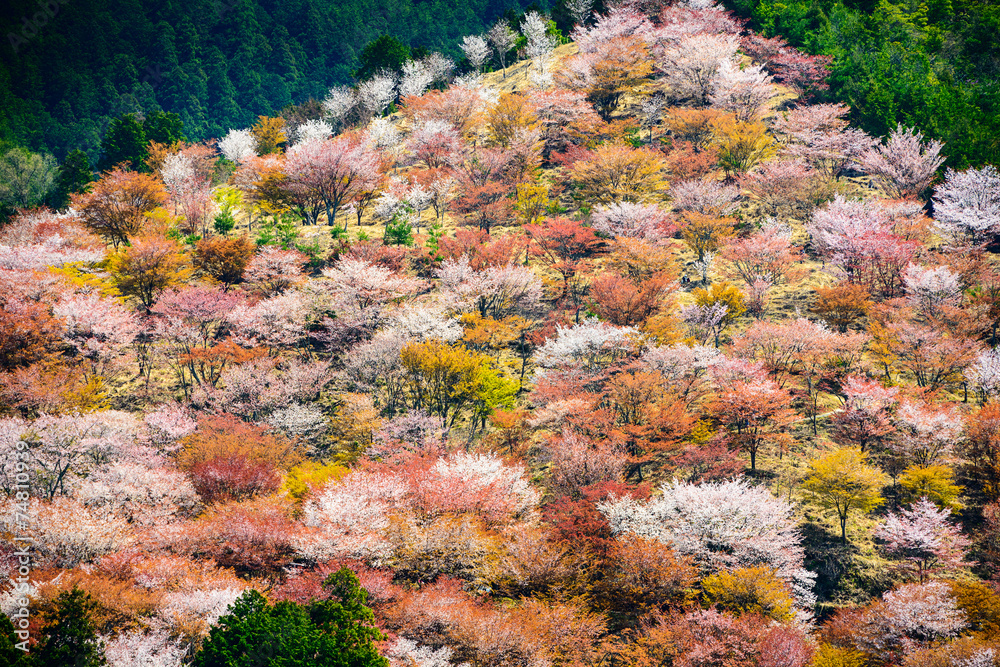 日本奈良的春天景观