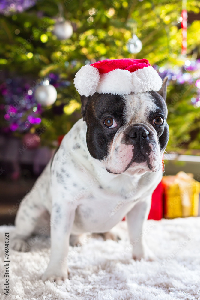 圣诞树下戴圣诞帽的法国斗牛犬