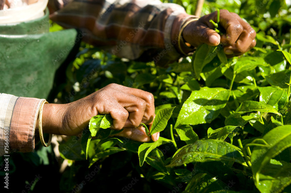 印度妇女收割茶叶