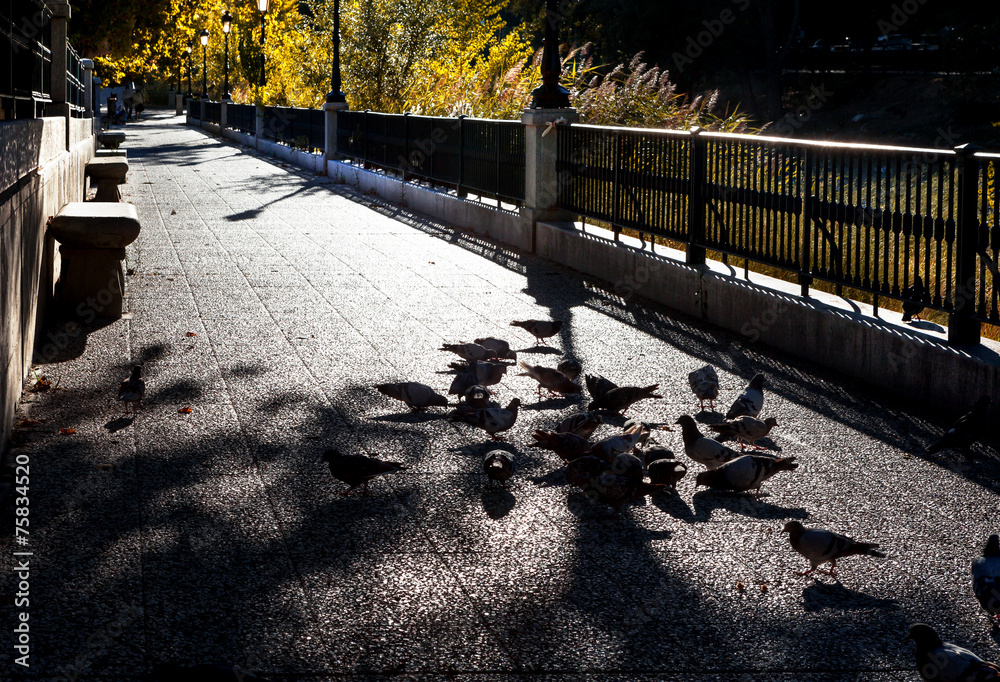 石头地板，城市街道和鸽子。旧金属围栏
