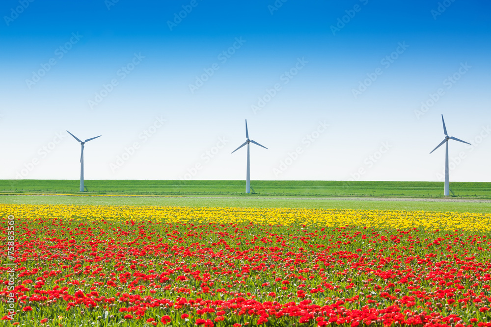Beautiful tulip field with windmills and sky