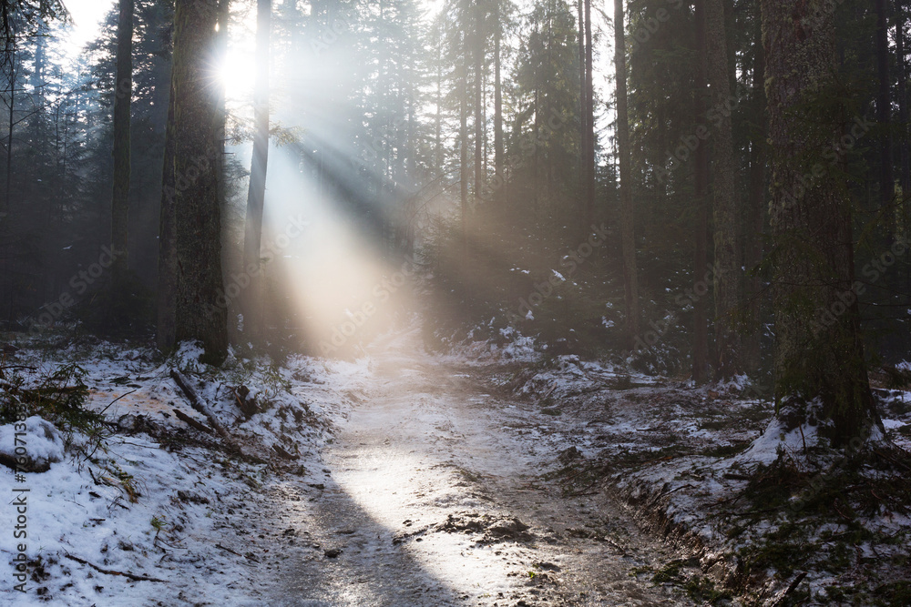 冬日薄雾森林中的阳光