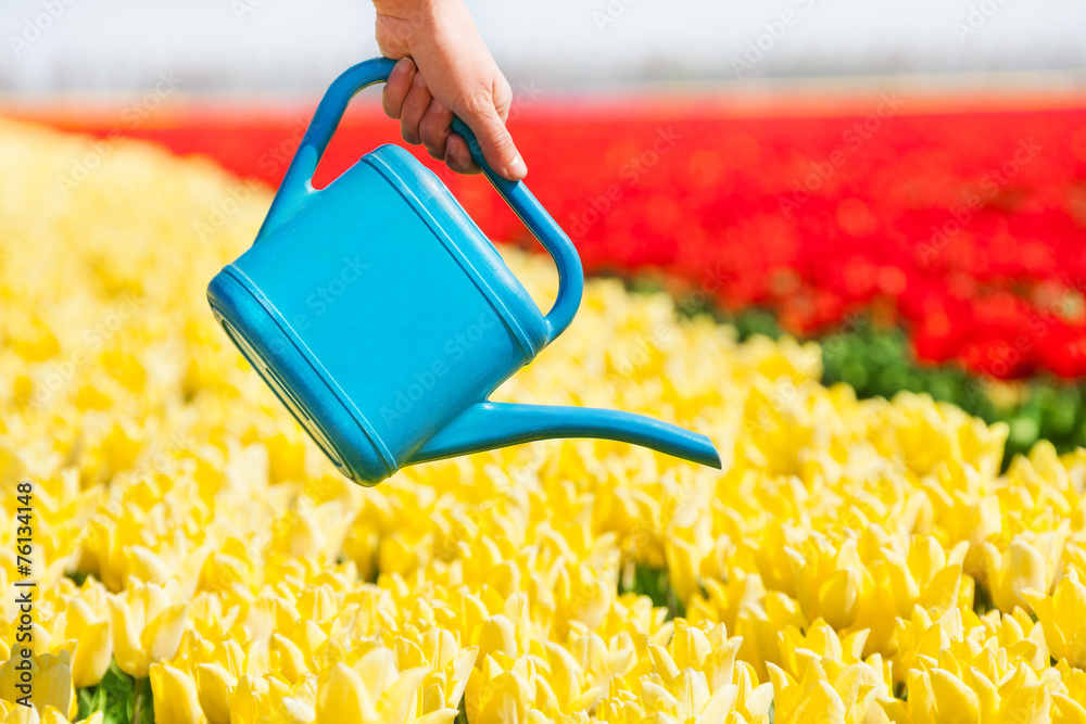 Hand holds watering pot and tulip field rows