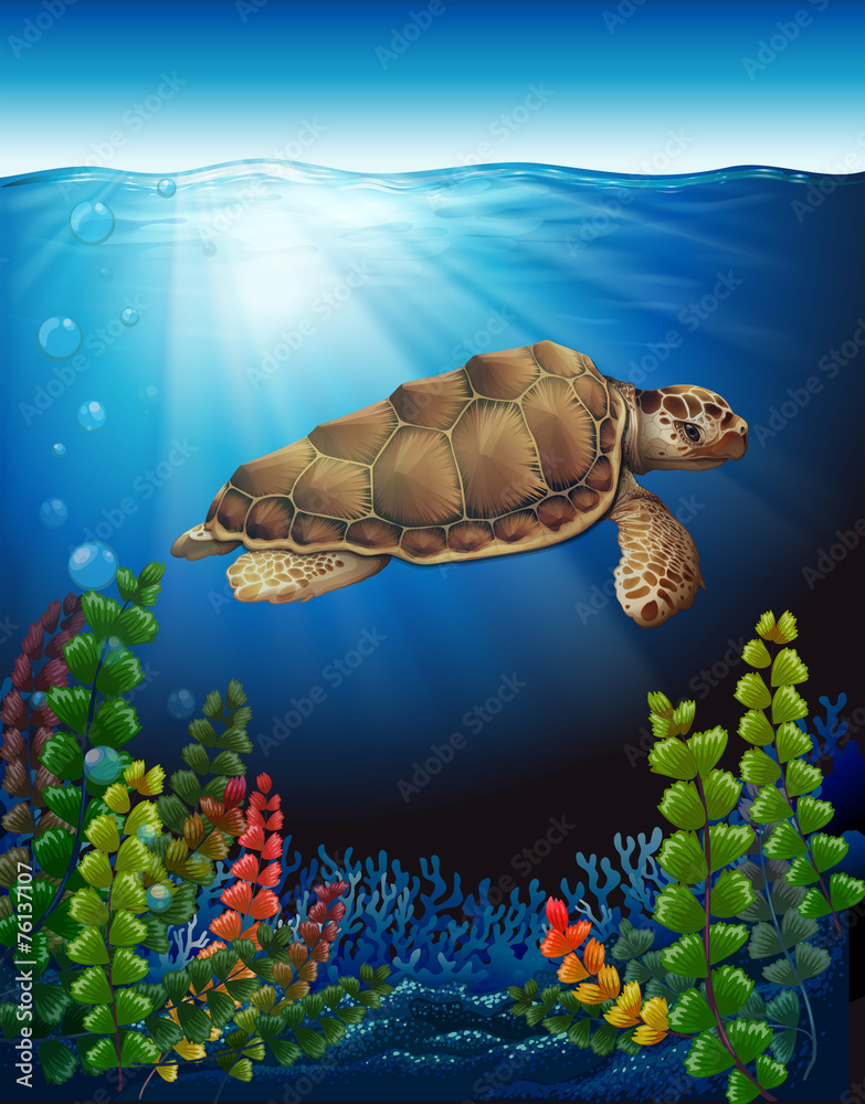 水下的海龟