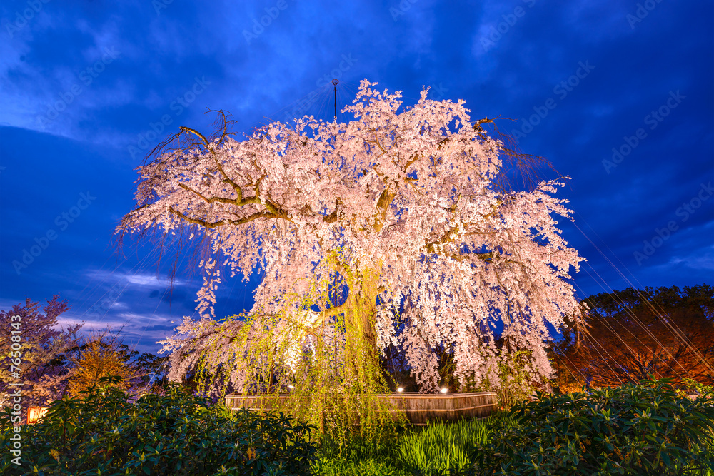 日本京都丸山公园哭泣的樱花树