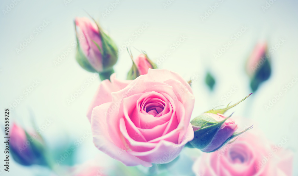 美丽的粉色玫瑰。复古风格的卡片设计