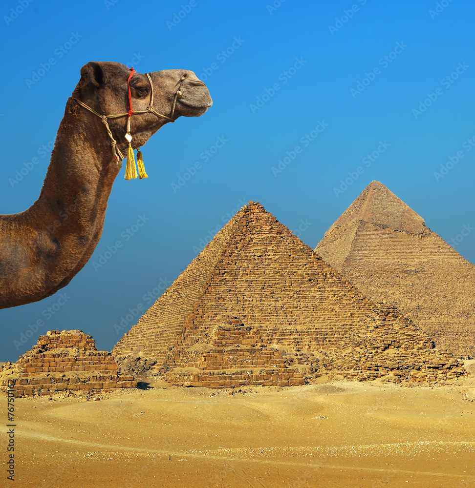 埃及金字塔前的骆驼