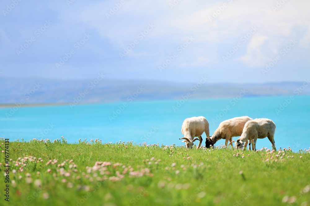 绵羊在湖边的草地上吃草
