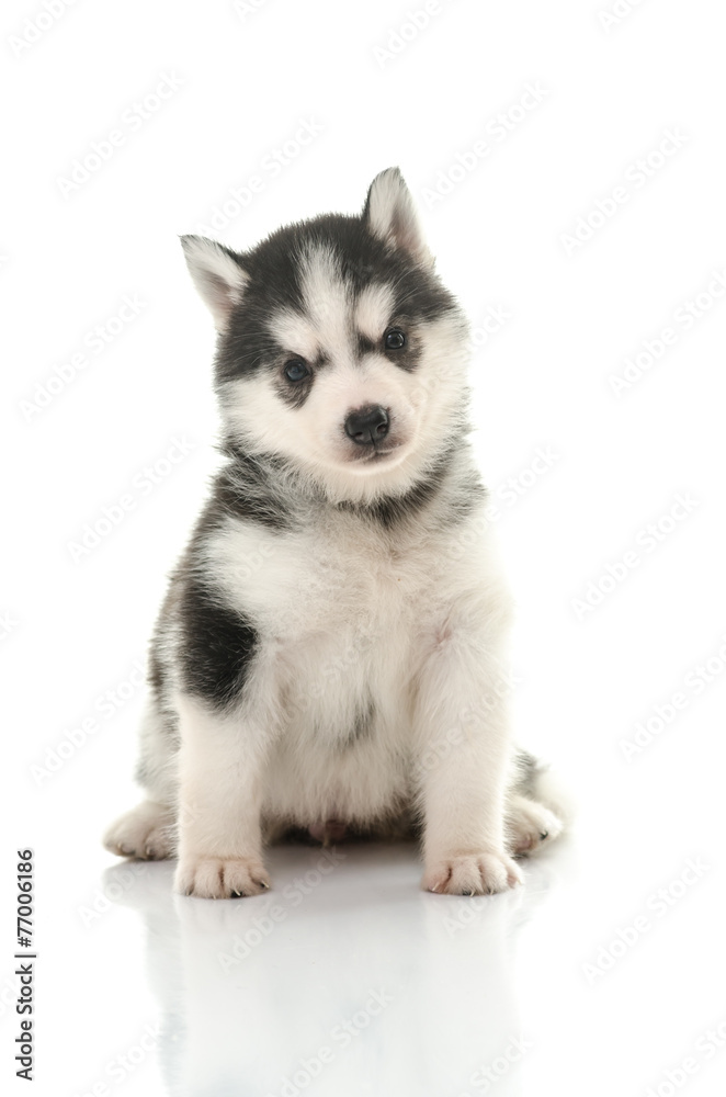 白色背景下可爱的西伯利亚哈士奇小狗