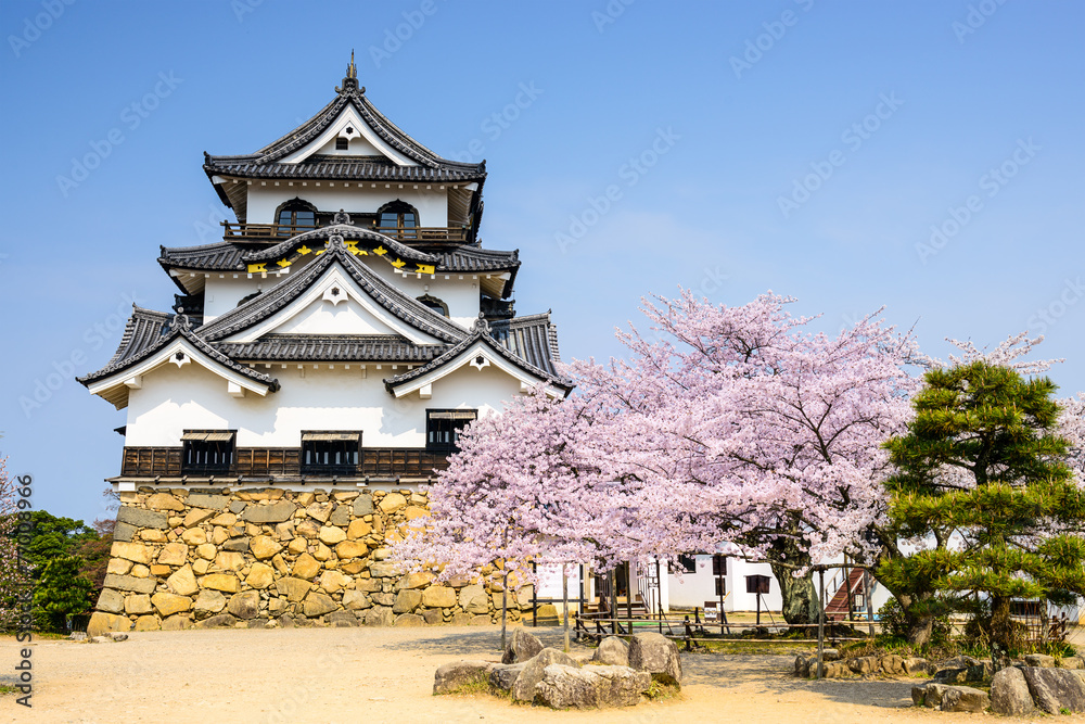 日本春天里的井根城堡